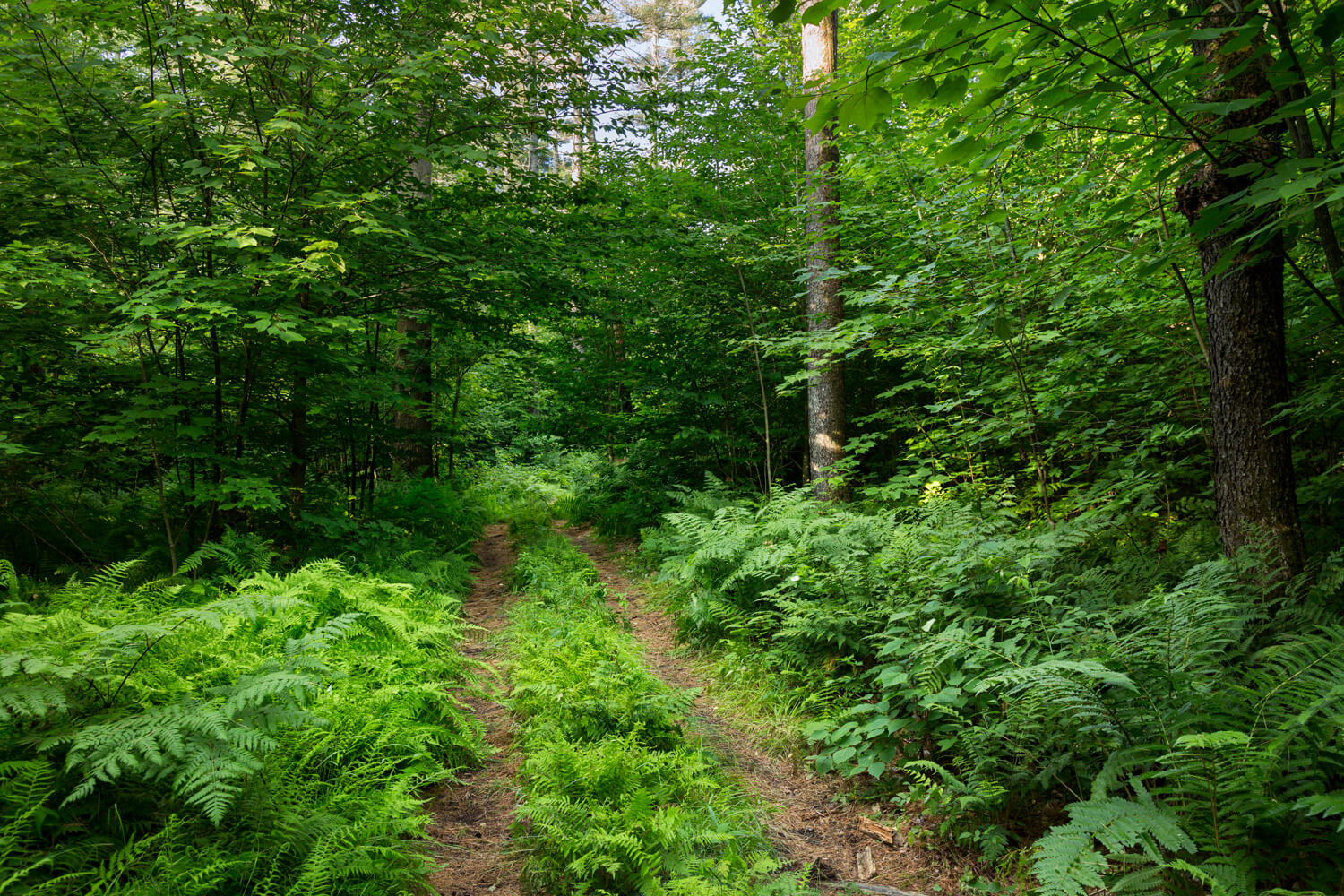 South Londonderry, VT